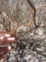 Pelargonium ternifolium