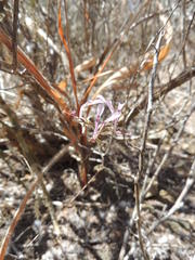 Pelargonium ternifolium