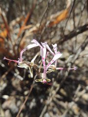 Pelargonium ternifolium