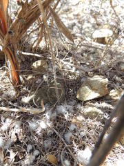 Pelargonium ternifolium