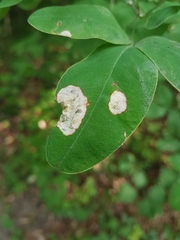 Leucoptera laburnella