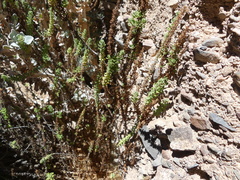 Ophryosporus triangularis