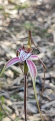 Caladenia × suffusa