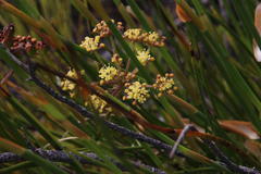Nanobubon strictum