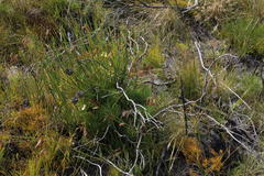 Nanobubon strictum