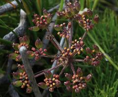 Nanobubon strictum
