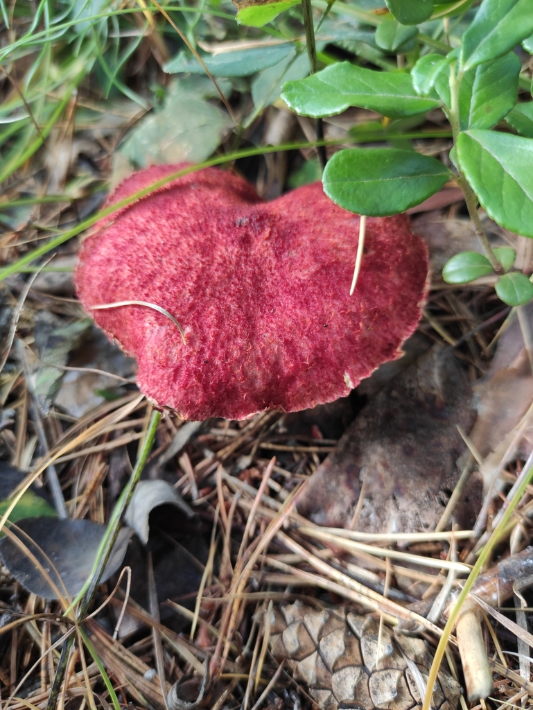 Suillus asiaticus · September 2021 · photo: © wrrite (iNaturalist, cc-by)