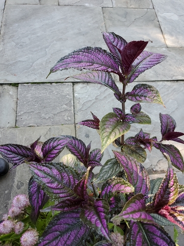 Strobilanthes dyeriana iNat (2)