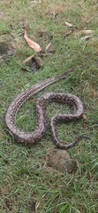 Epicrates maurus