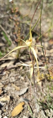 Caladenia straminichila