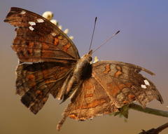 Junonia natalica natalica