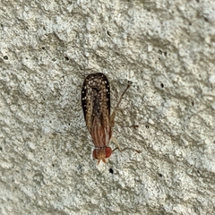 Trypetoptera canadensis