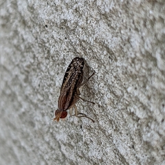 Trypetoptera canadensis