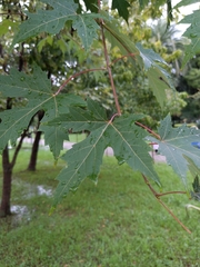 Acer