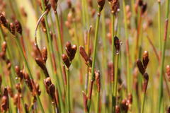 Nevillea obtusissima