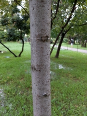 Acer