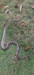 Epicrates maurus