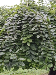 Angiospermae