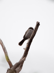 Knipolegus striaticeps