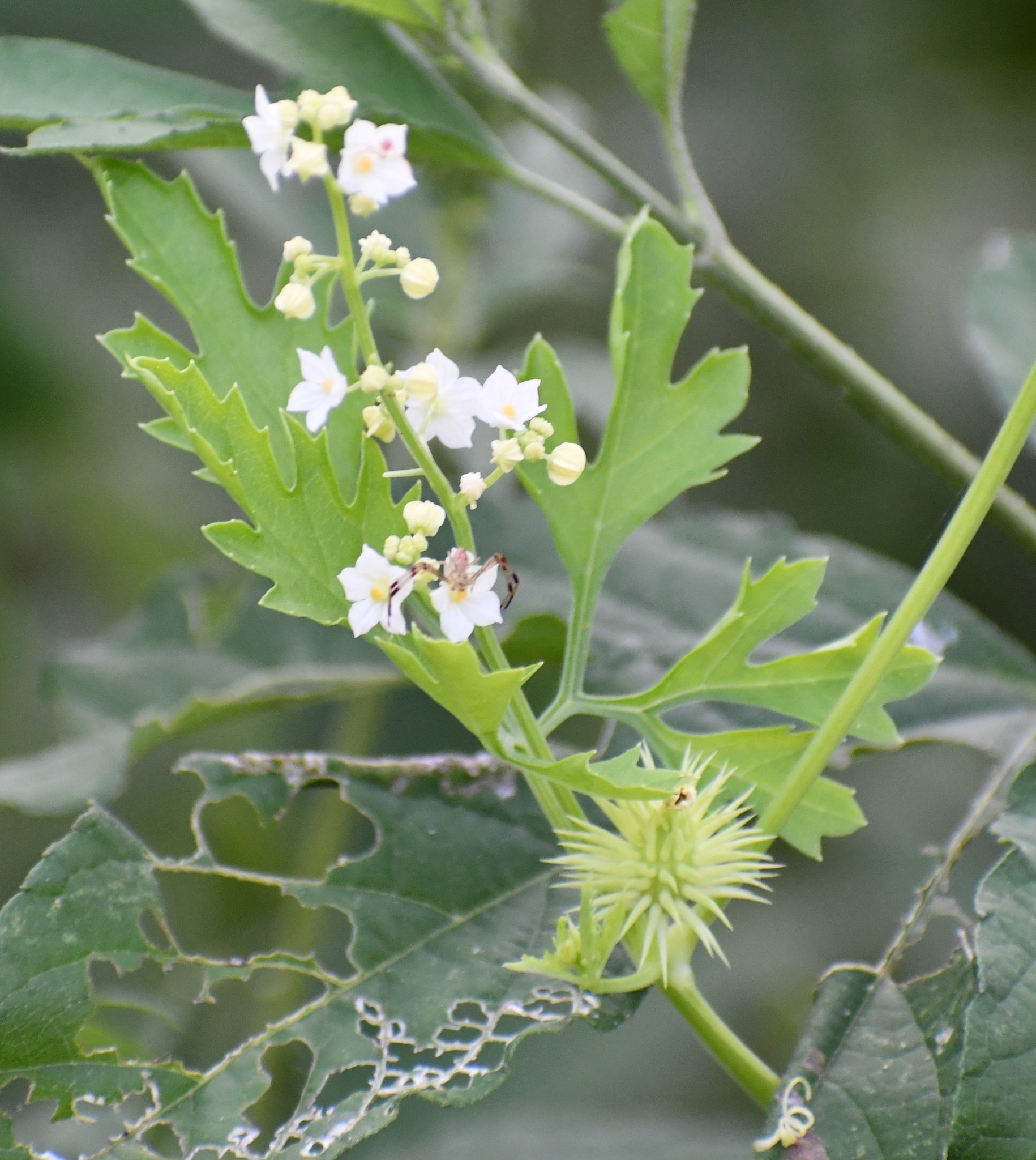 Cyclanthera dissecta