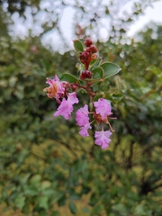 Rhododendron ponticum
