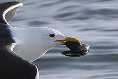 Choromytilus meridionalis