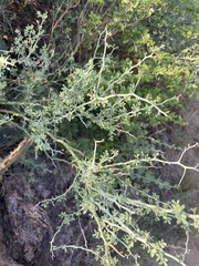 Parkinsonia texana texana