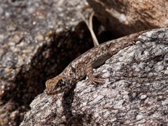 Tropidurus etheridgei