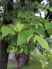 Angiospermae