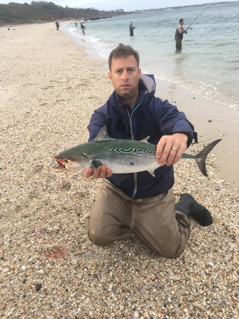 Photo of Little tunny (Euthynnus alletteratus)