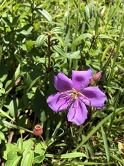 Melastoma × intermedium