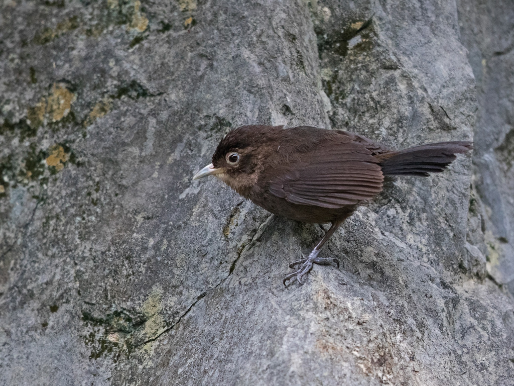 Sooty Babbler