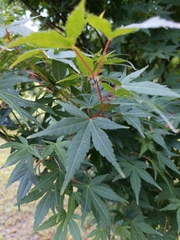 Acer