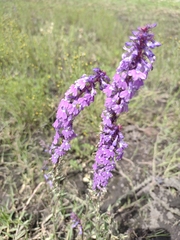 Lobelia fenestralis