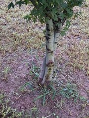 Acer