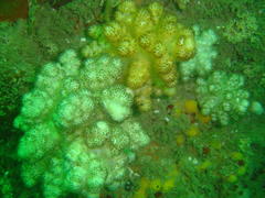 Eunephthya thyrsoidea