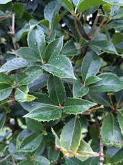 Osmanthus