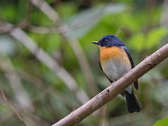 Cyornis