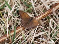 Pharneuptychia phares