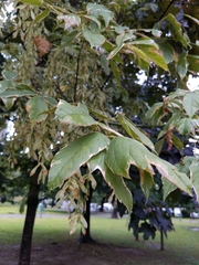 Acer