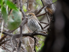 Knipolegus striaticeps