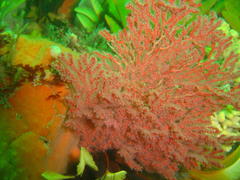 Melithaea rubra