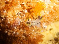 Polycera capensis
