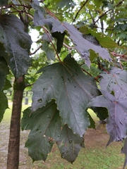 Acer