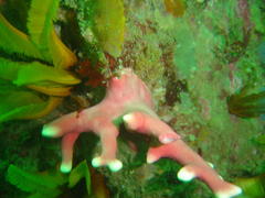 Stylaster nobilis