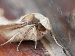 Callionima grisescens