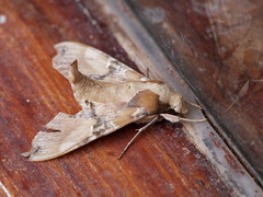 Callionima grisescens