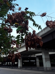 Koelreuteria bipinnata