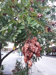 Koelreuteria bipinnata