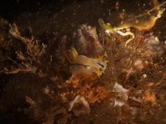 Polycera capensis